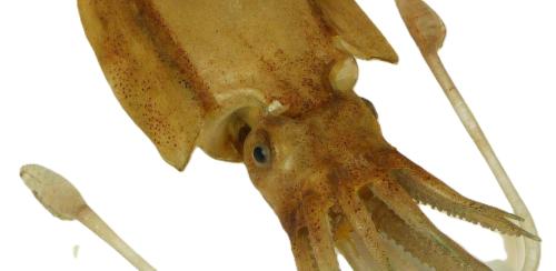 Mollusca (cuttlefish), Department of Biology Records.