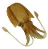 Mollusca (cuttlefish), Department of Biology Records.